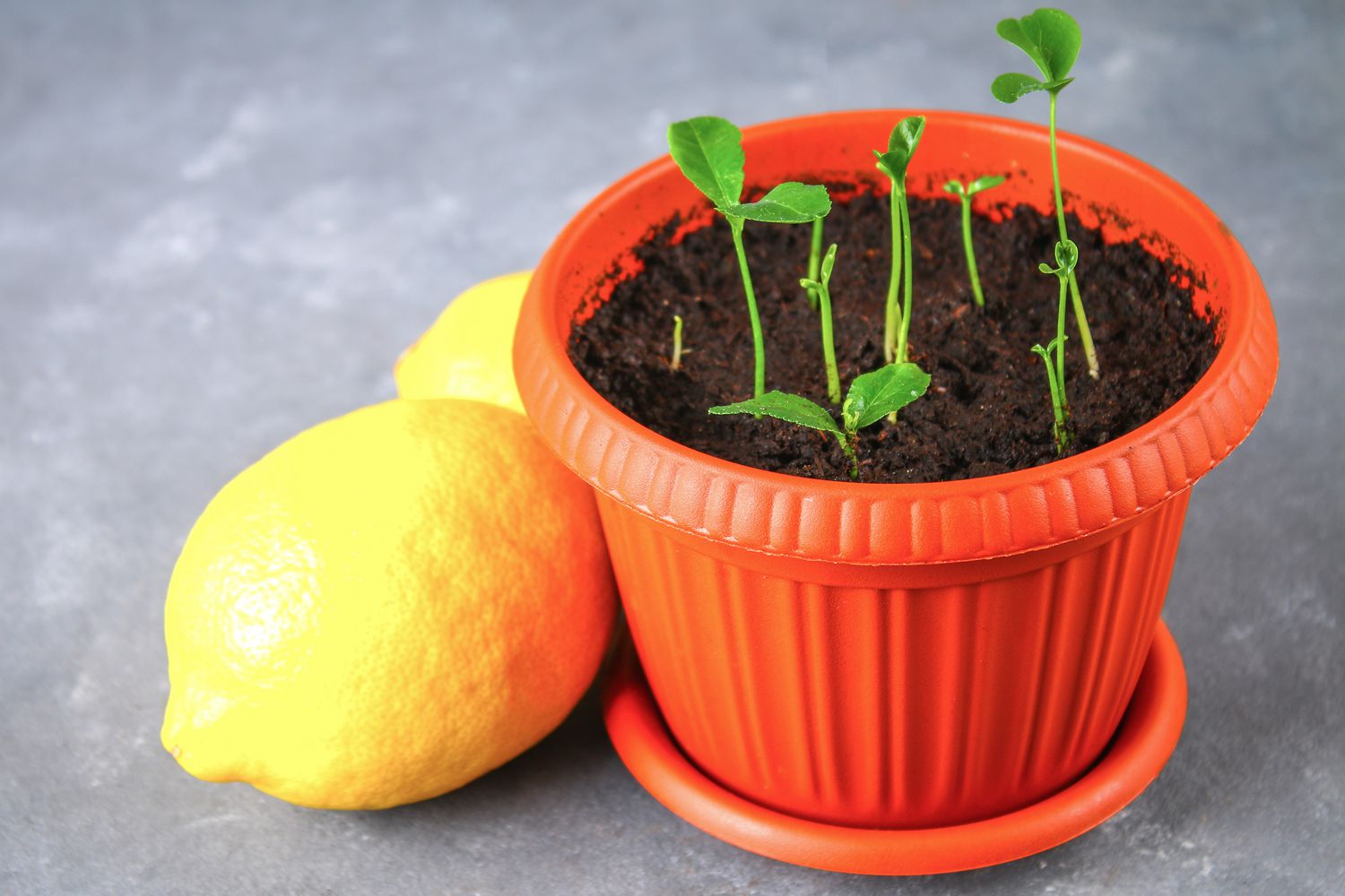 Como cultivar com sucesso um limoeiro a partir de sementes